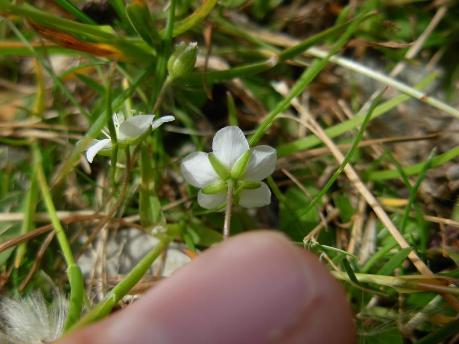 Apuane 3 - Sagina glabra (e Minuartia capillacea)