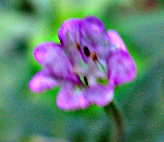 pianta bellunese da determinare - Epilobium sp.
