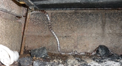 riconoscimento serpente