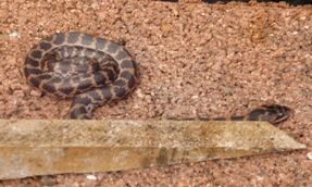 riconoscimento serpente