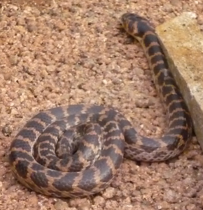 riconoscimento serpente