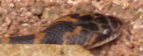 riconoscimento serpente