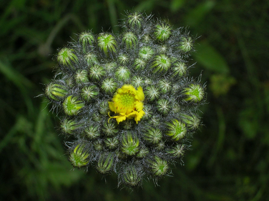 particolari
