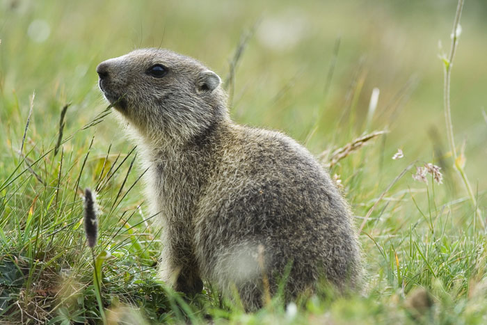 Marmotte, marmotte e ancora marmotte !!!