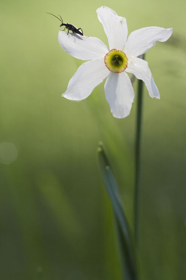 Canon EOS 350d, prime foto