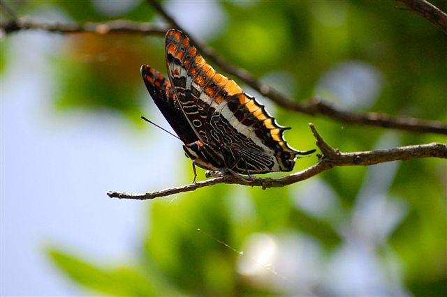 Charaxes jasus