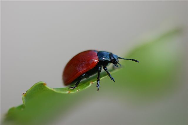 Chrysomela populi