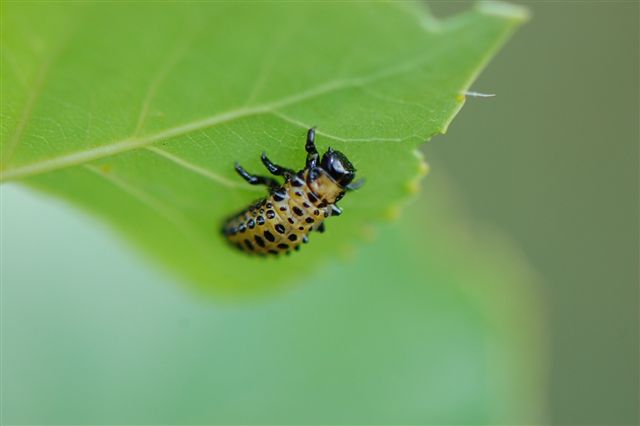 Chrysomela populi