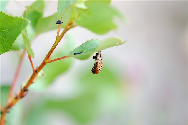 Chrysomela populi