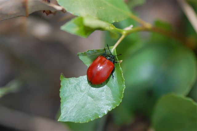 Chrysomela populi