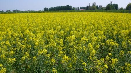 campo fiorito giallo - Brassica napus