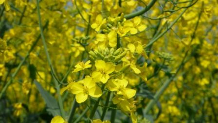 campo fiorito giallo - Brassica napus