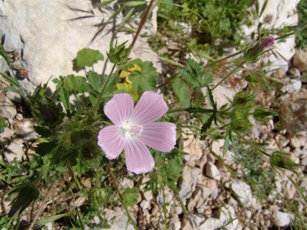 Supramonte di Oliena