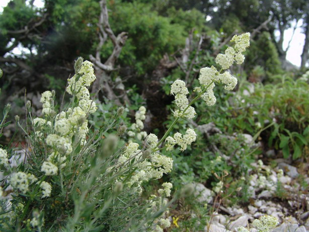 Supramonte di Urzulei (OG) - Galium lucidum