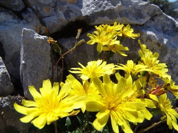 Supramonte di Oliena