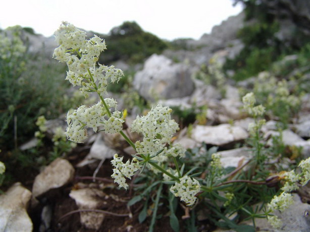 Supramonte di Urzulei (OG) - Galium lucidum