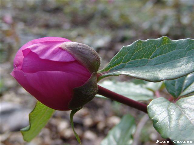 Peonie del Parco del Gennargentu (NU) - Paeonia morisii
