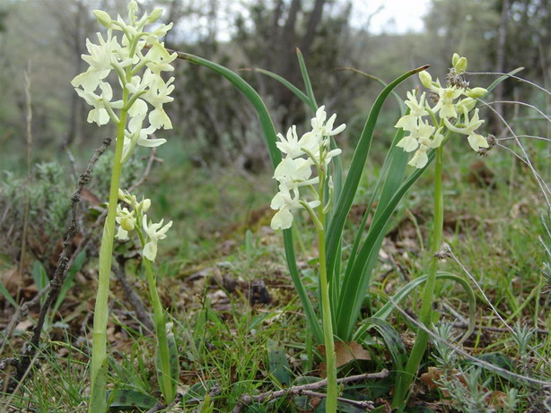 Dactylorhiza insularis