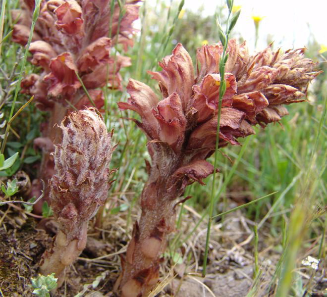 Orobanche sp.