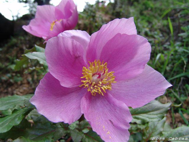 Peonie del Parco del Gennargentu (NU) - Paeonia morisii