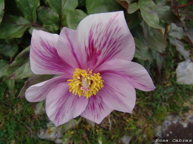 Peonie del Parco del Gennargentu (NU) - Paeonia morisii