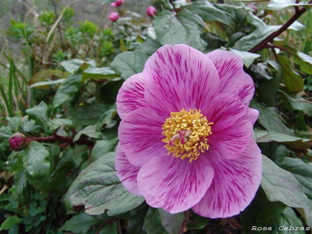 Peonie del Parco del Gennargentu (NU) - Paeonia morisii
