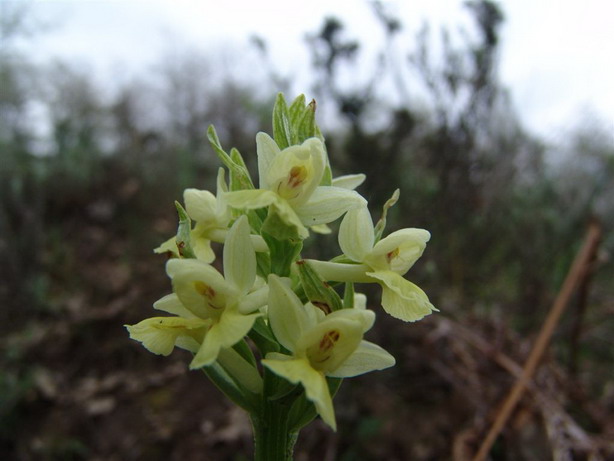 Dactylorhiza insularis