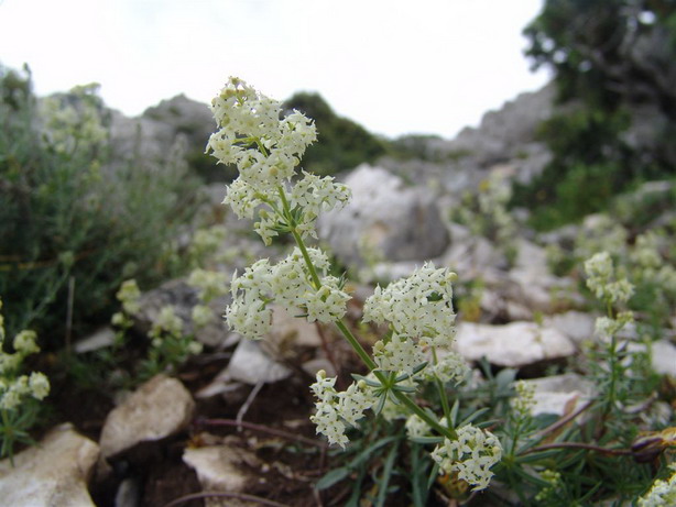 Supramonte di Urzulei (OG) - Galium lucidum