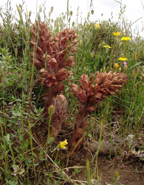 Orobanche sp.