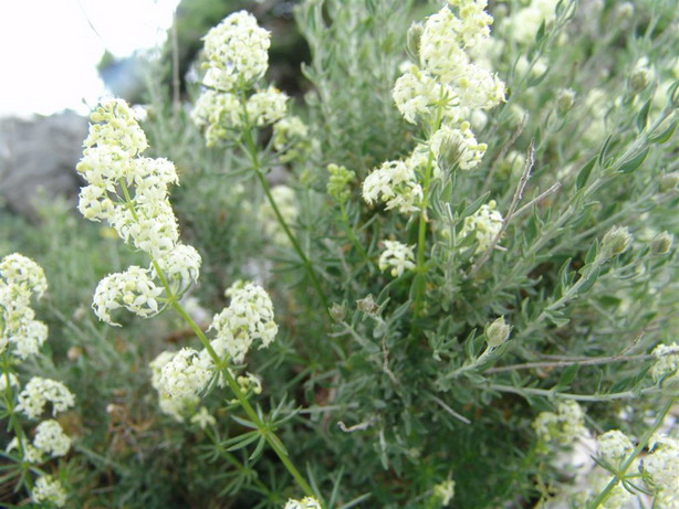 Supramonte di Urzulei (OG) - Galium lucidum