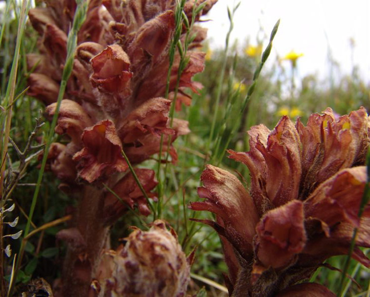 Orobanche sp.