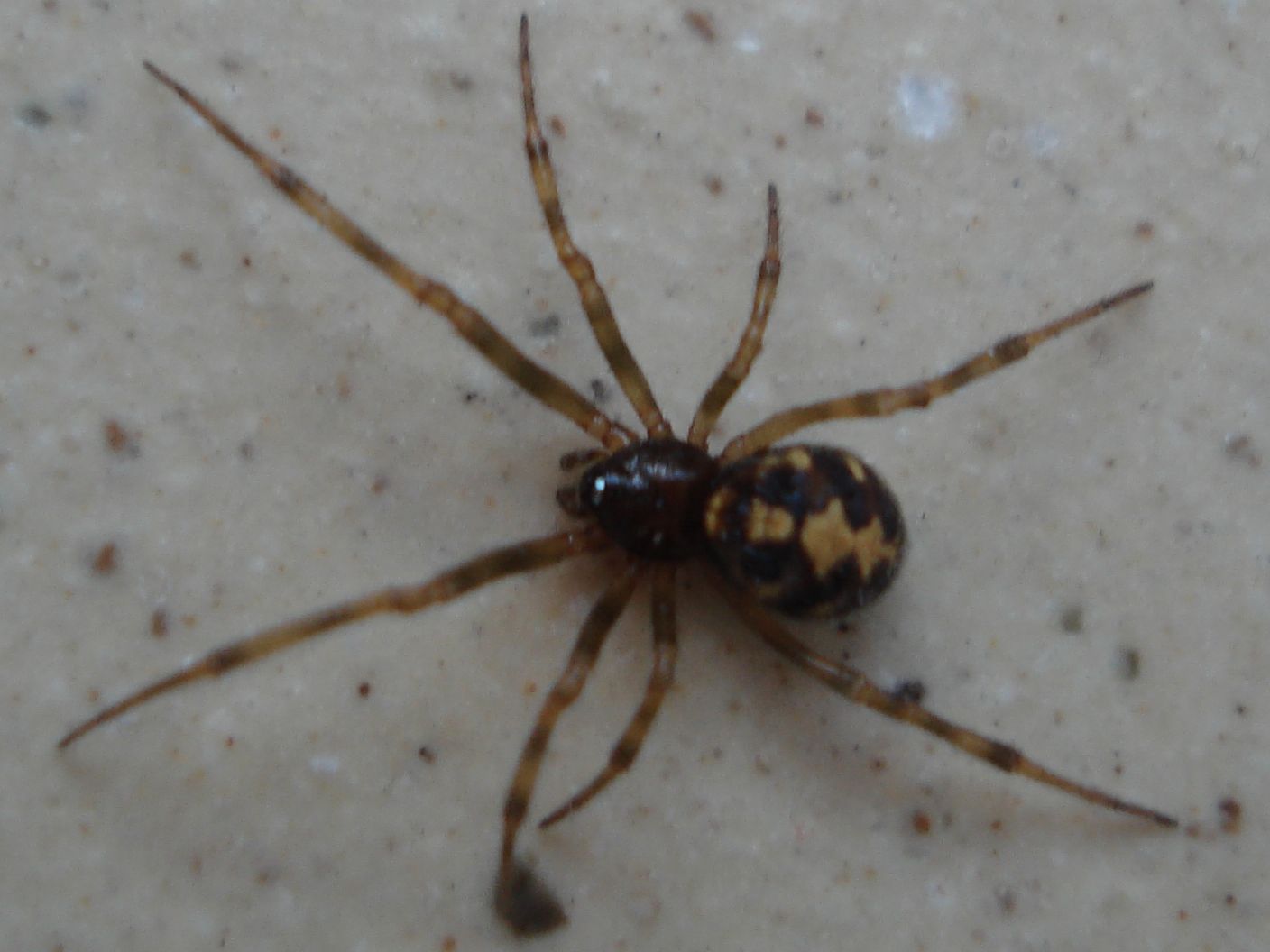 Steatoda triangulosa