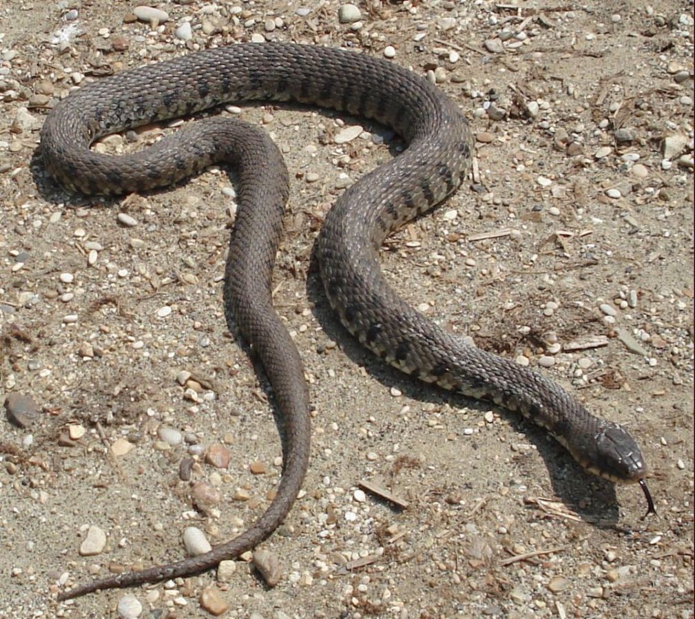 natrix natrix