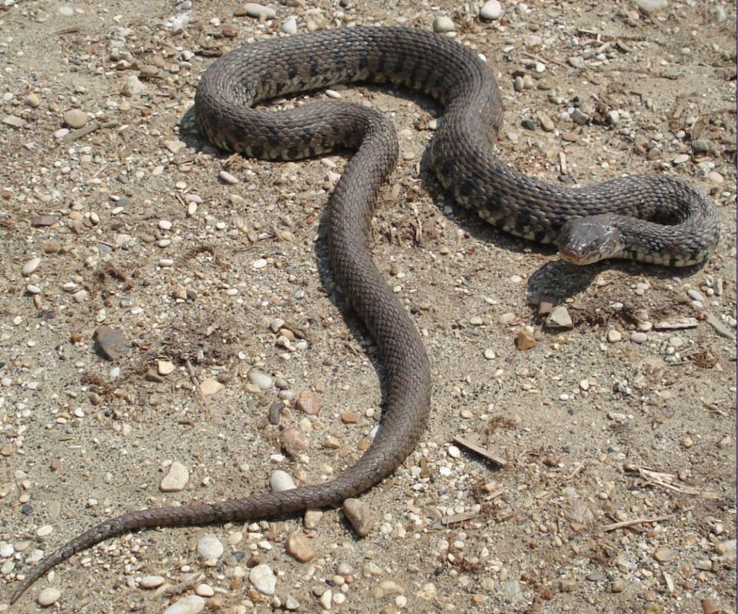 natrix natrix