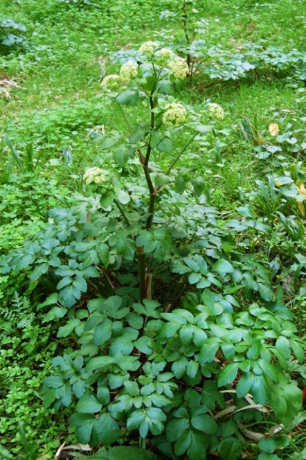 Smyrnium olusatrum / Corinoli comune, Macerone