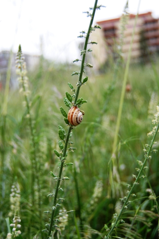 Cernuella virgata ?