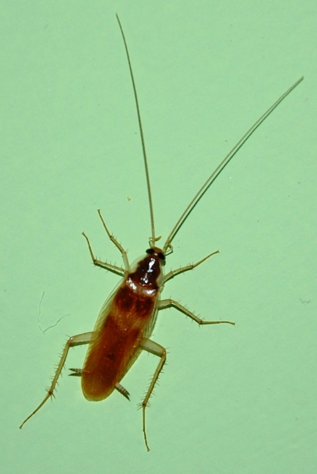 Supella longipalpa