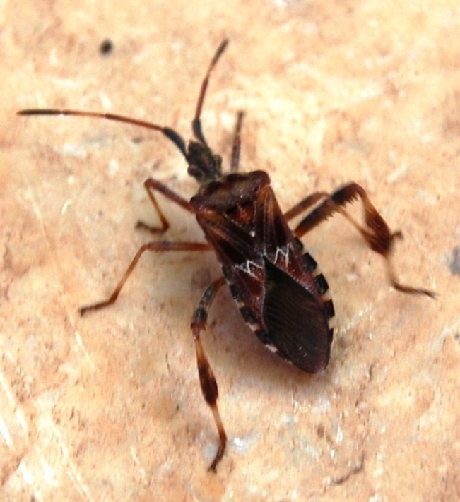 Leptoglossus occidentalis del palermitano