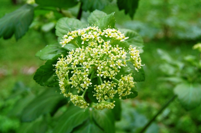 Smyrnium olusatrum / Corinoli comune, Macerone
