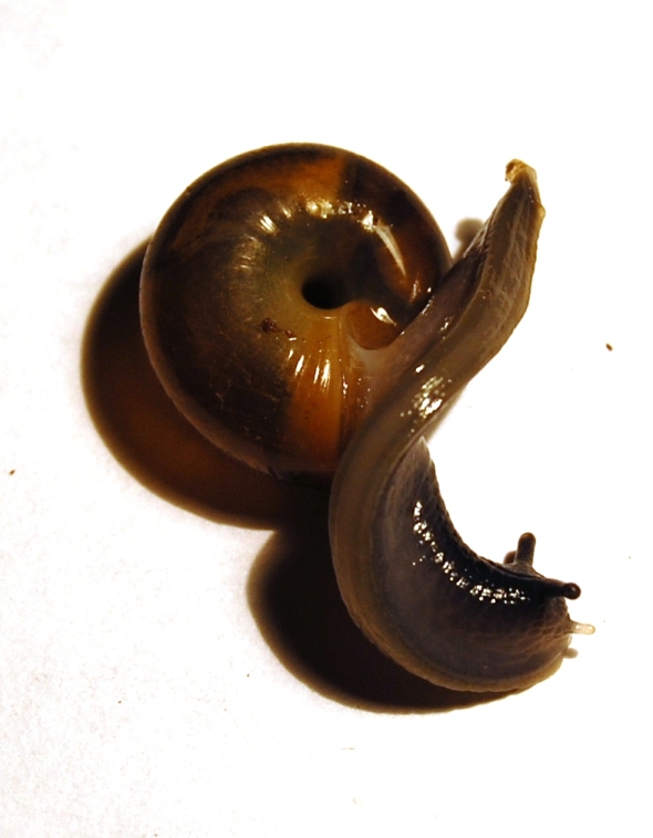 Cornu aspersum? No, Zonitide sp.