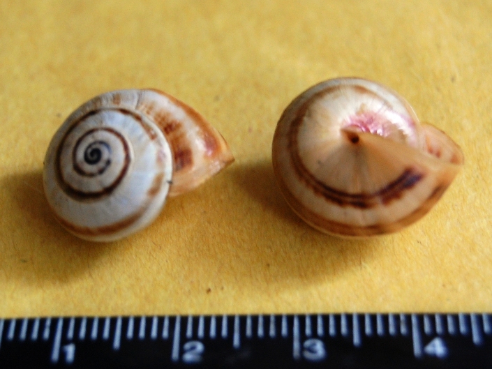 Cernuella virgata ?
