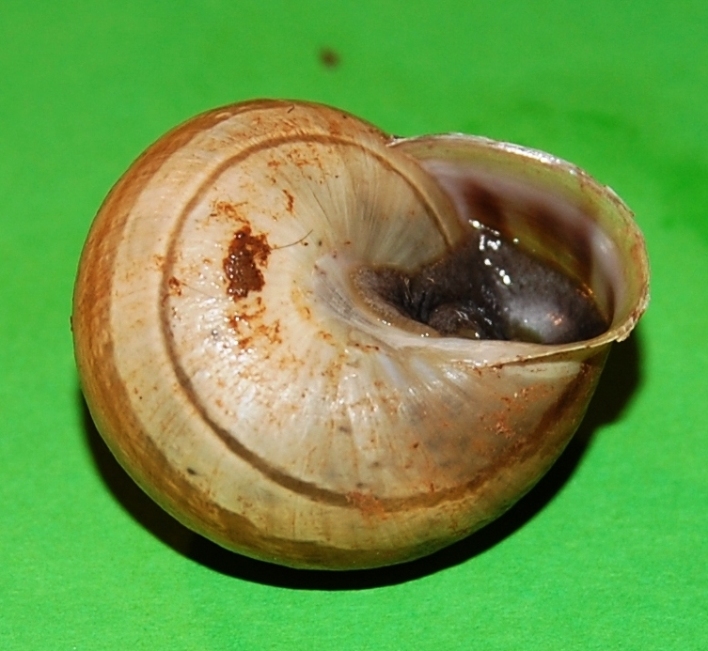 Eobania vermiculata ?