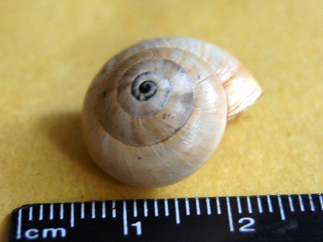 Da determinare (Cernuella?)