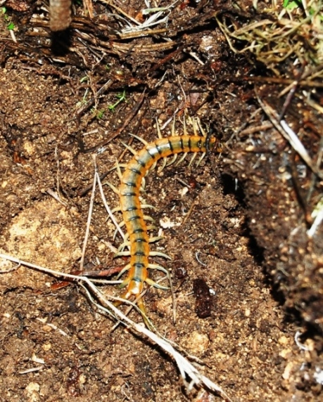 Scolopendra cingulata