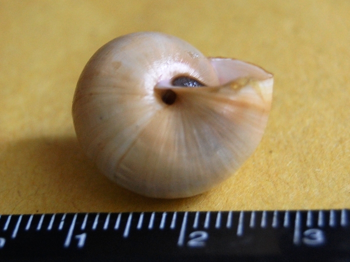 Da determinare (Cernuella?)