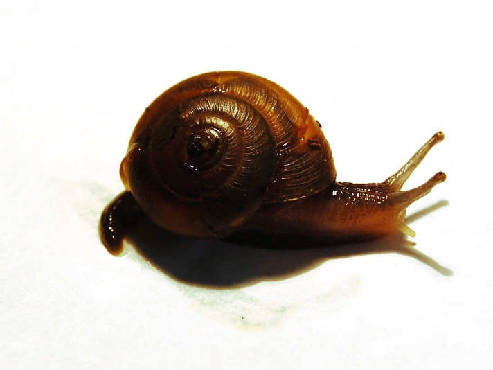 Cornu aspersum? No, Zonitide sp.