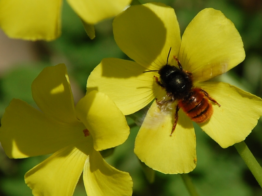 maschio di Osmia cornuta