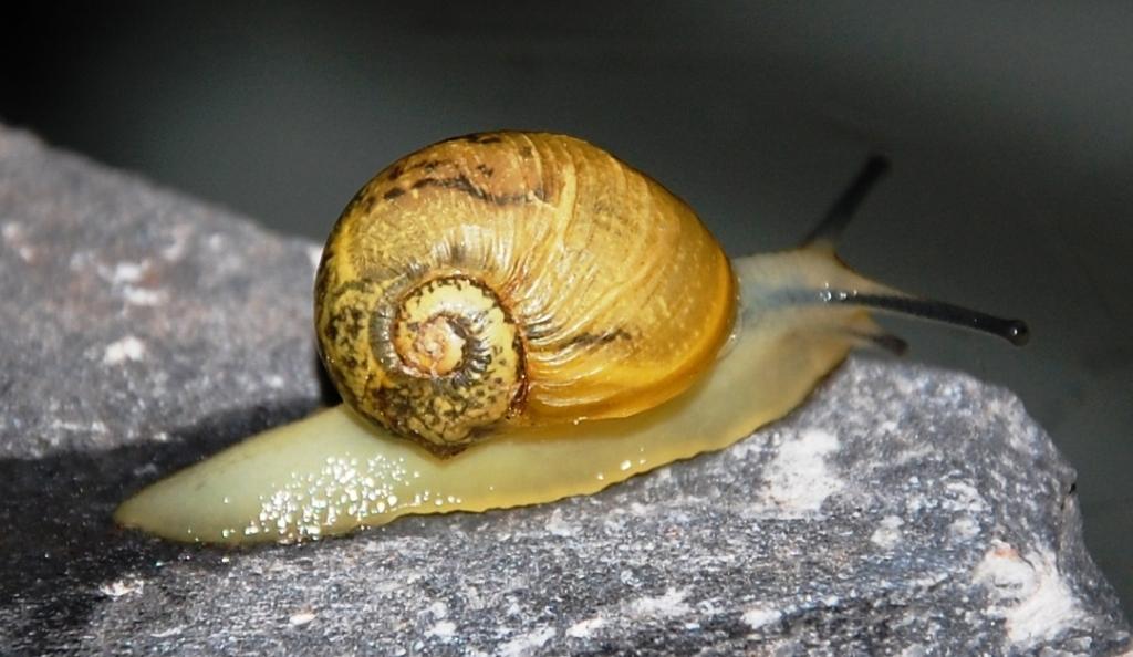 Juvenile di Cepaea nemoralis?