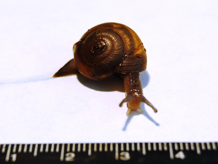 Cornu aspersum? No, Zonitide sp.