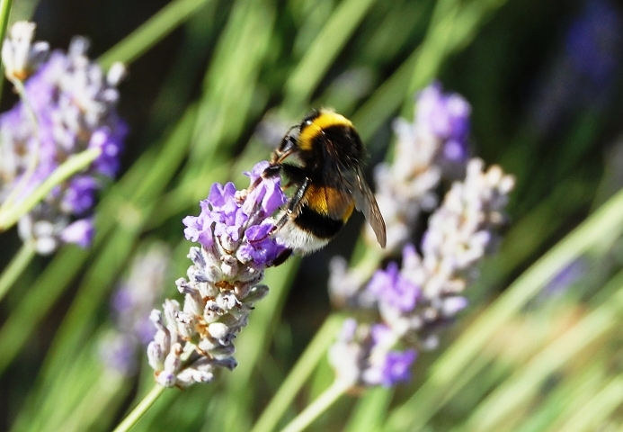 Bombus terrestris